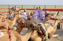 Cattle Market, Nizwa | by the Sultanate of Oman Tourism