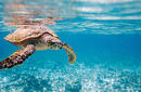 Hawksbill Sea Turtle