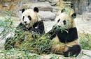 Pandas, Shanghai Zoo