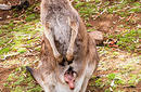 Kangaroo and her Joey, Bonorong Park | by Flight Centre&#039;s Talia Schutte