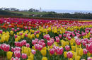 Fields of Tulips