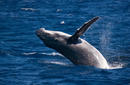 Humpback Whale Calf Breaches, off Vava&#039;u