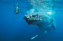 Snorkeler with a Humpback Whale, off Vava&#039;u