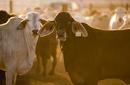 Cattle ready for market