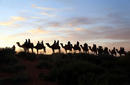 Sunset Camel Tour | by Flight Centre's Jade Hateley