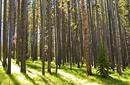 A Lodgepole Pine Forest