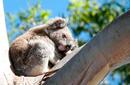 Koala Sleeping In A Tree | by Flight Centre&#039;s Ken Ng